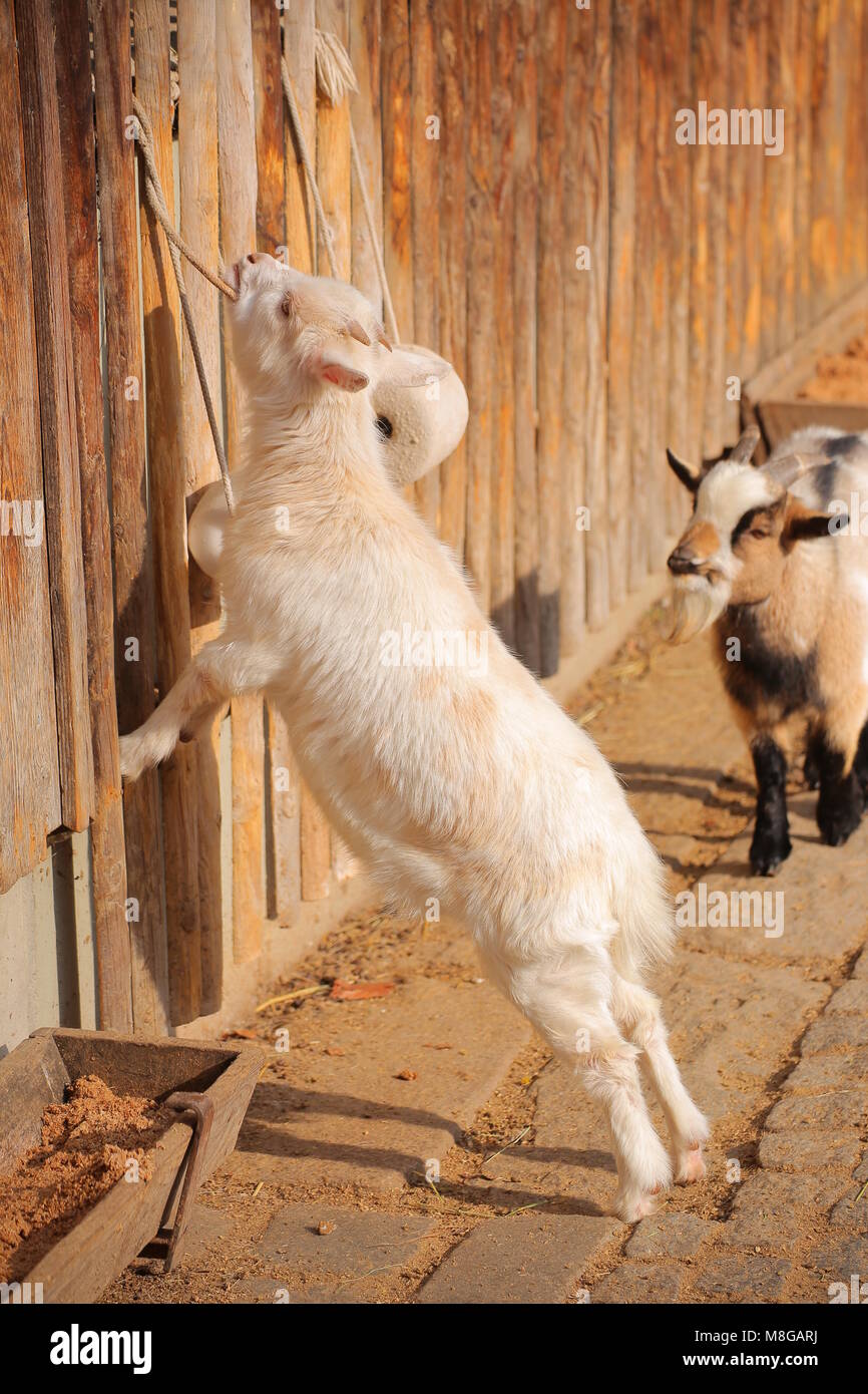 Goats in warm sunlight at a fence with salt lick Stock Photo - Alamy