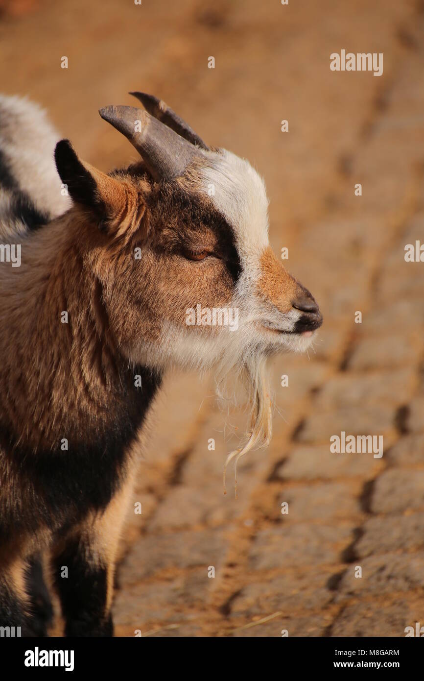 Portrait of a goat in warm sunlight Stock Photo Alamy