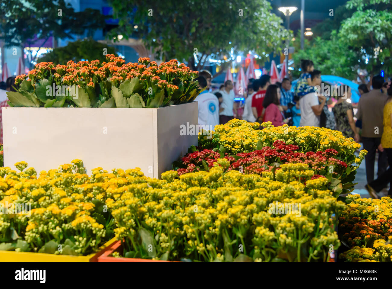 chrysanthemum chinese new year