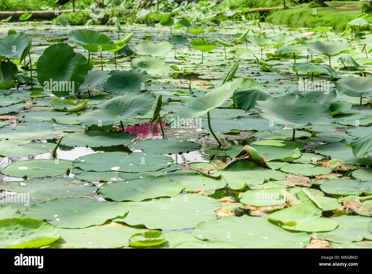 Water lilies on a pond, Vietnam Stock Photo - Alamy