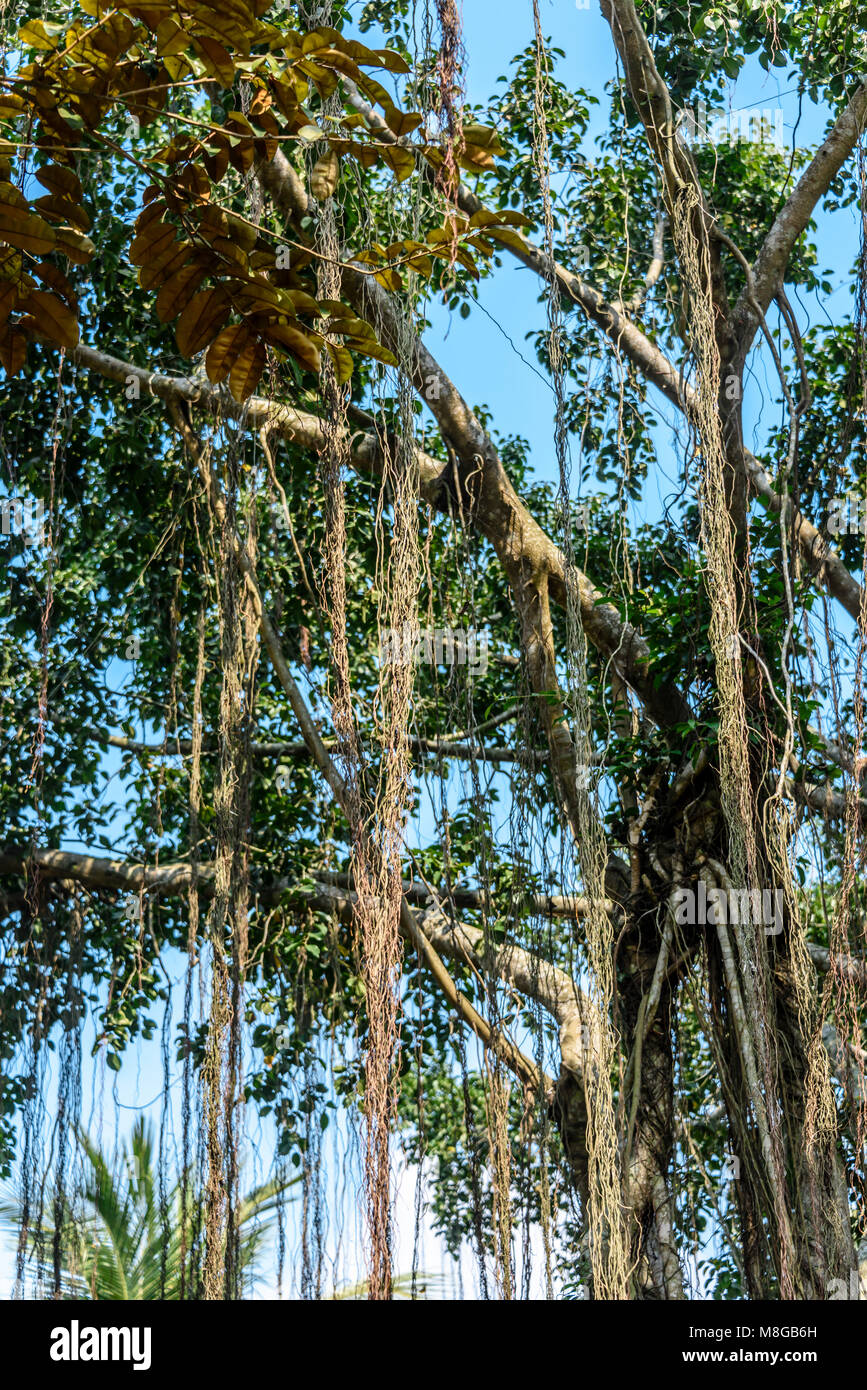 Vines hang from a tree, Vietnam Stock Photo Alamy