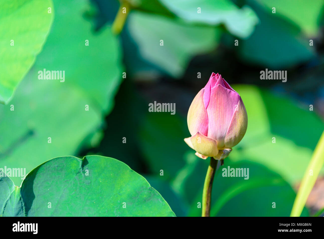 Egyptian bean lily hi-res stock photography and images - Alamy