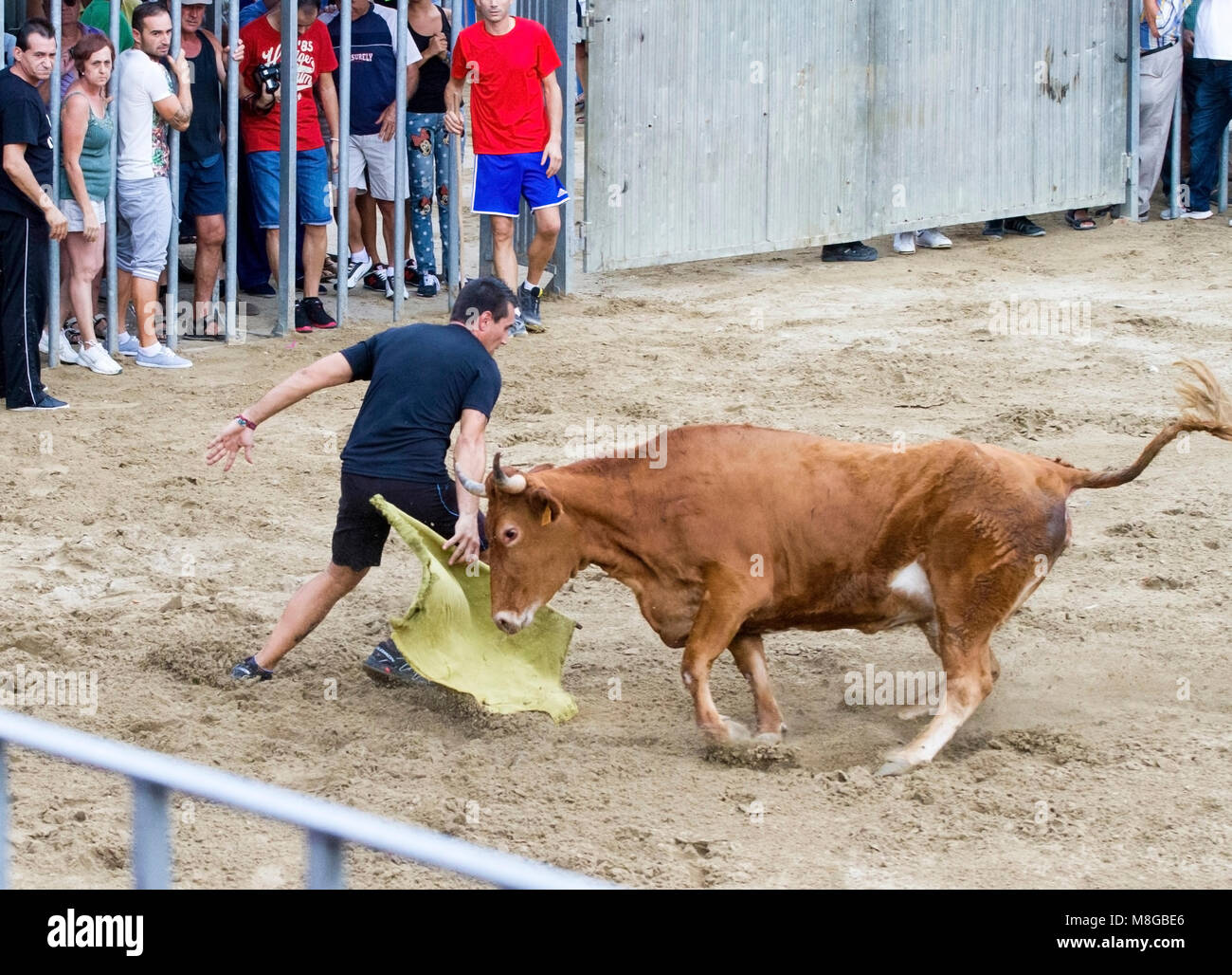Bull Baiting!  Sadly the bull does not have the intelligence to catch his tormentor.  Bull run and display put on for the tourists. Stock Photo