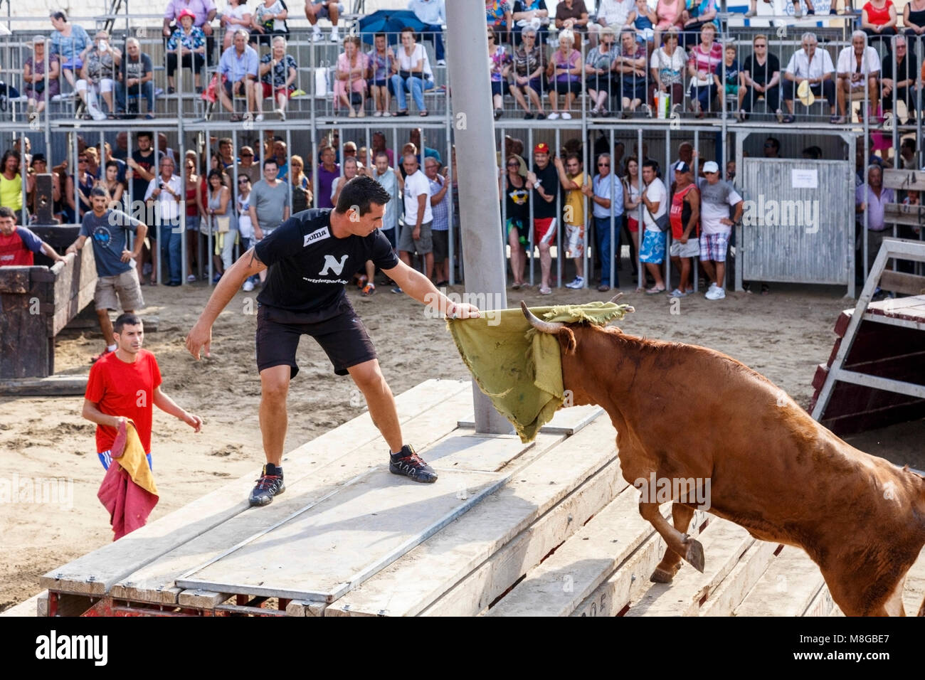 Bull Baiting!  Sadly the bull does not have the intelligence to catch his tormentor.  Bull run and display put on for the tourists. Stock Photo