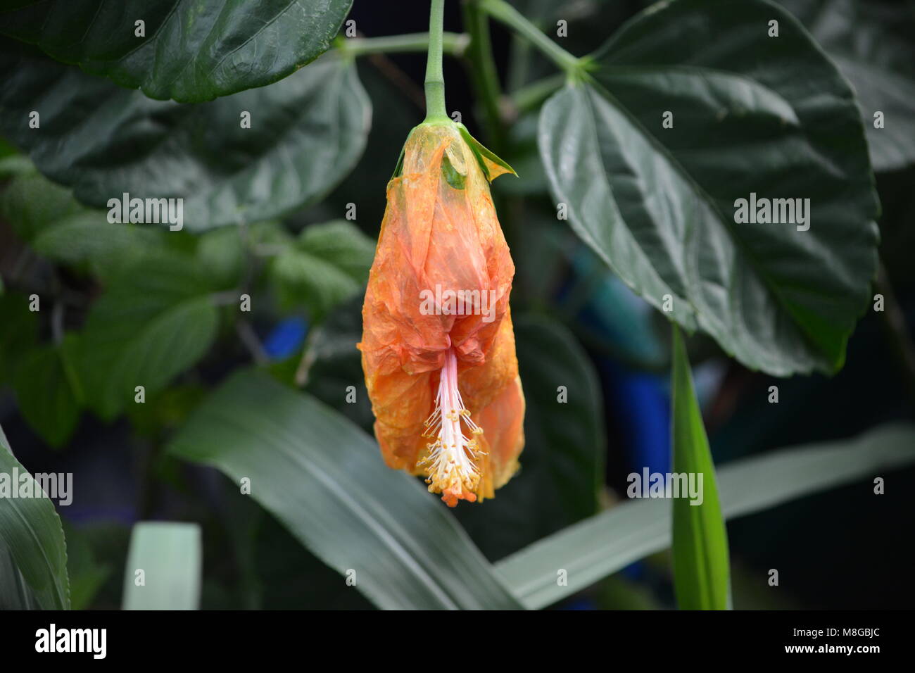 Hibiscus flower drooping from the weight of the rain Stock Photo Alamy