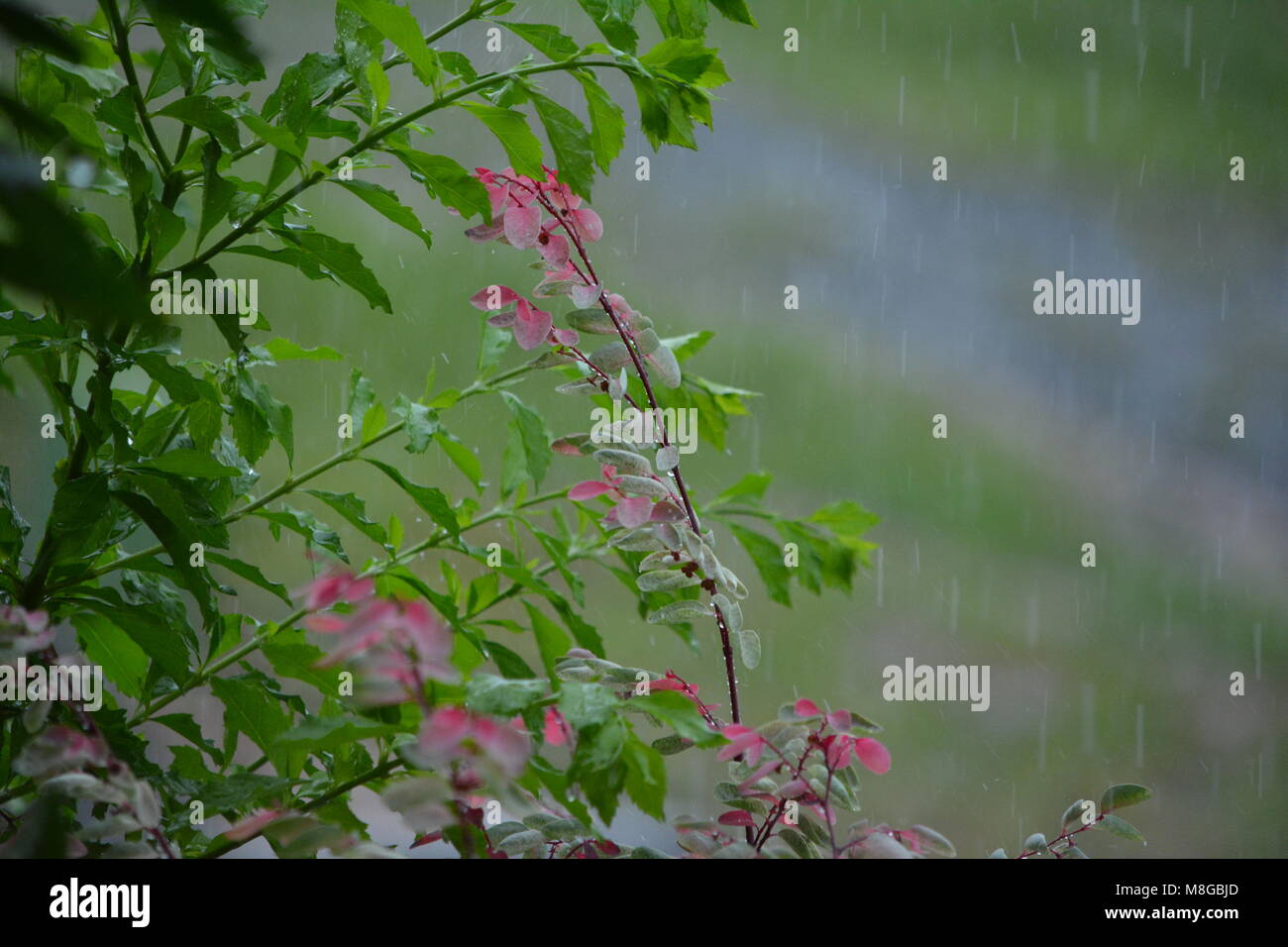 Wet, water, Raining in the garden. Rain drops falls on pink green leaves of a Snow bush and Geisha Girl plant watering an Australian Coastal Garden Stock Photo