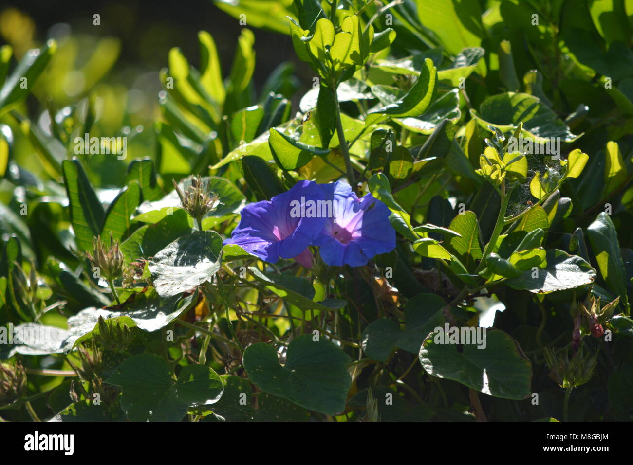 two deep blue purple Morning Glory vine flowers amongst their green leaves, coastal Australia Stock Photo