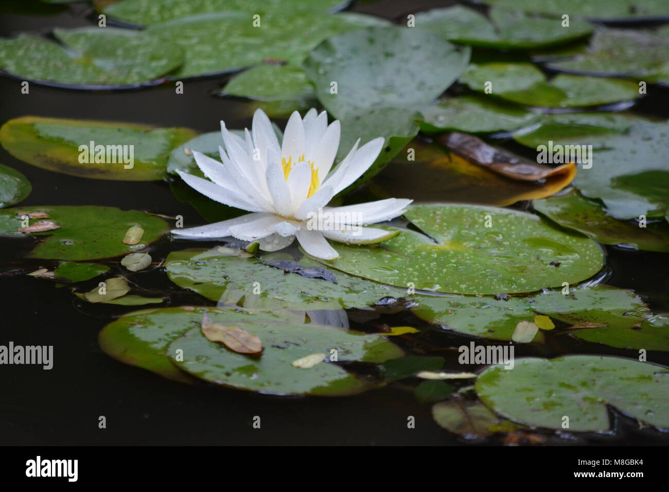 White lily on pond Stock Photo - Alamy