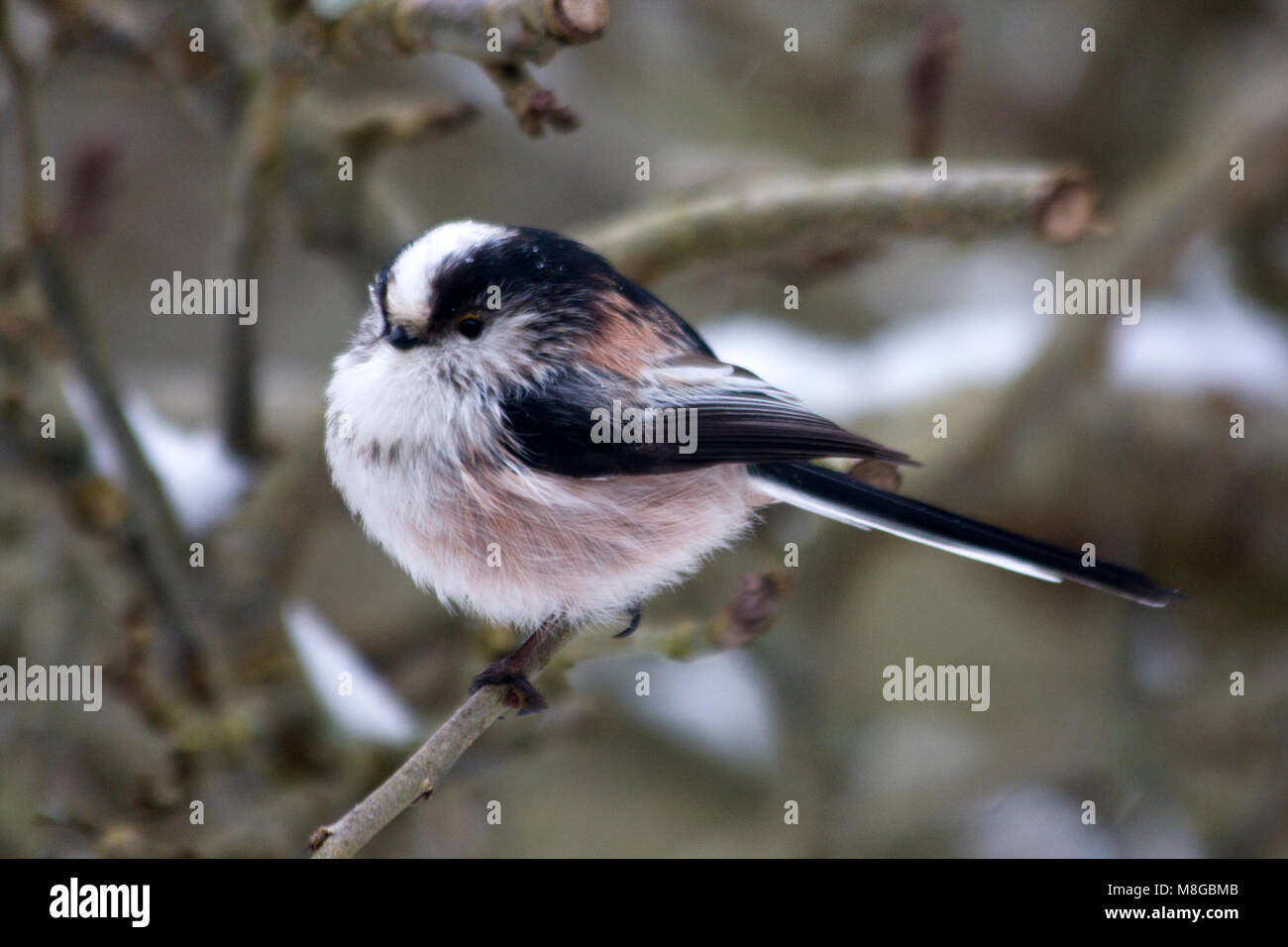 Long-tailed Tit in the snow, England Stock Photo - Alamy