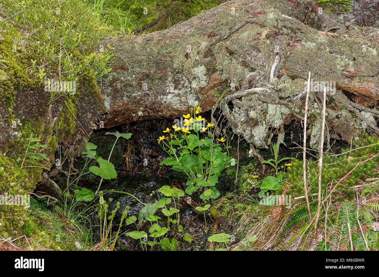 Marsh marigolds at a small watercourse in the area of the Großer Arber, Bavarian Forest, Bavaria, Germany. Stock Photo