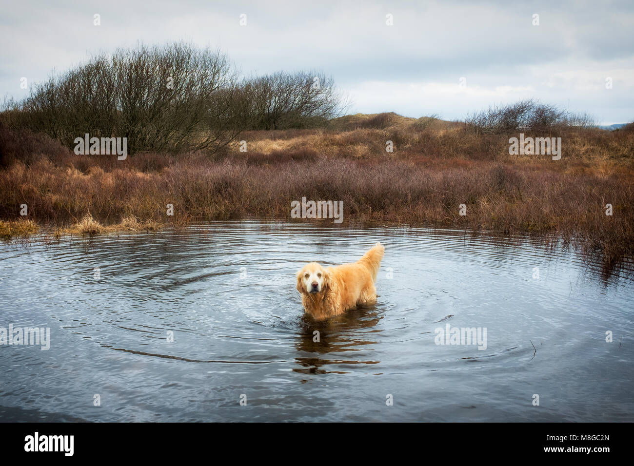 Kenfig natural nature reserve hi-res stock photography and images - Alamy