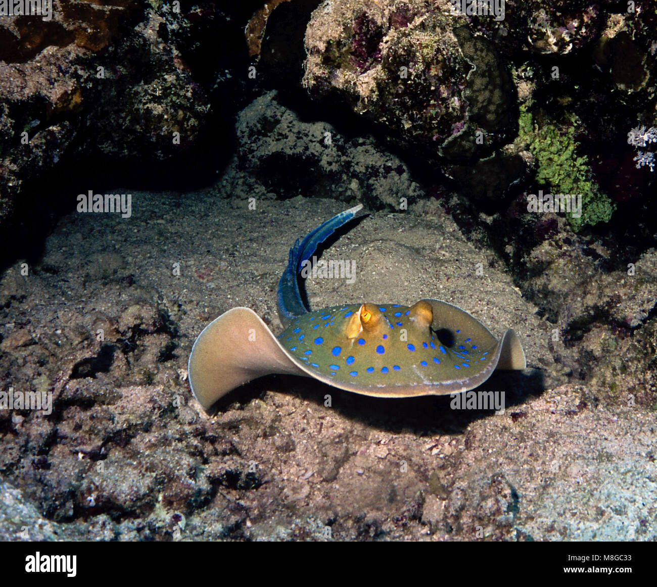 This bluespotted ribbontail stingray (Taeniura lymma 40 cms.) swam
