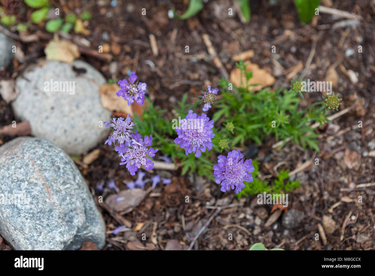 'Butterfly Blue'  Small scabious, Fältvädd (Scabiosa columbaria) Stock Photo