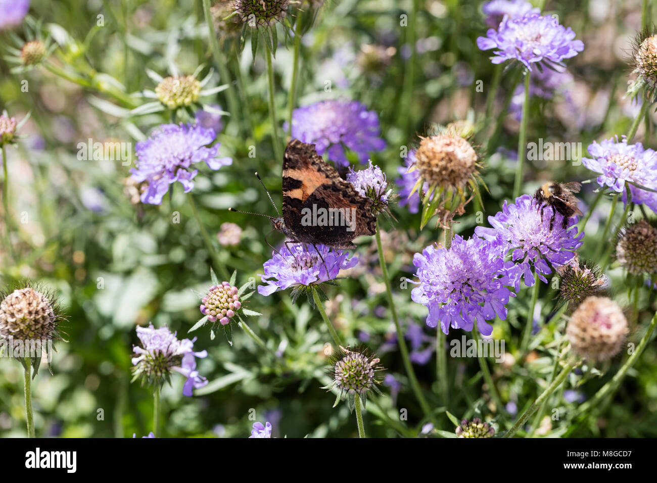 'Butterfly Blue'  Small scabious, Fältvädd (Scabiosa columbaria) Stock Photo