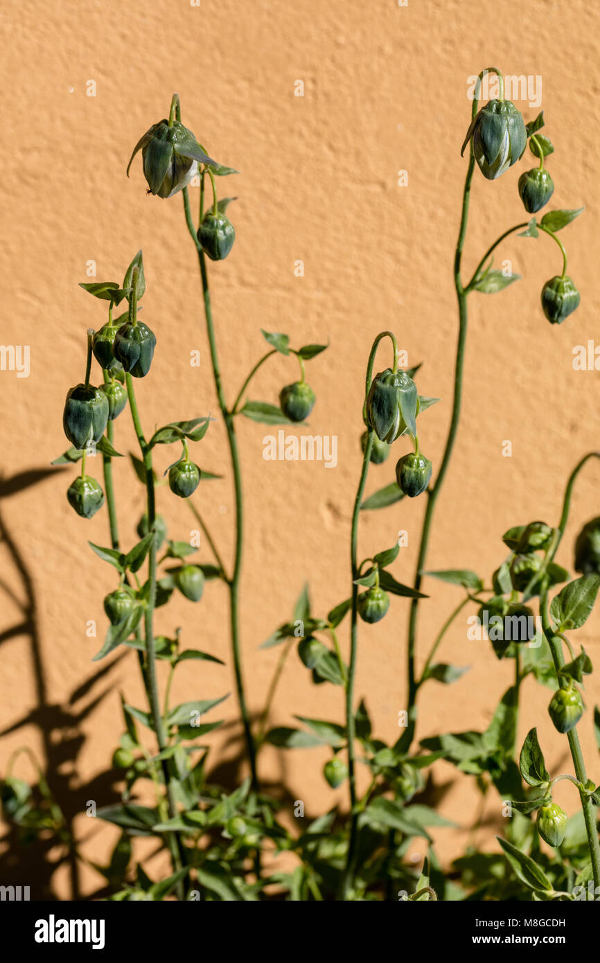 Asian bellflower, Porslinsklocka (Codonopsis clematidea) Stock Photo