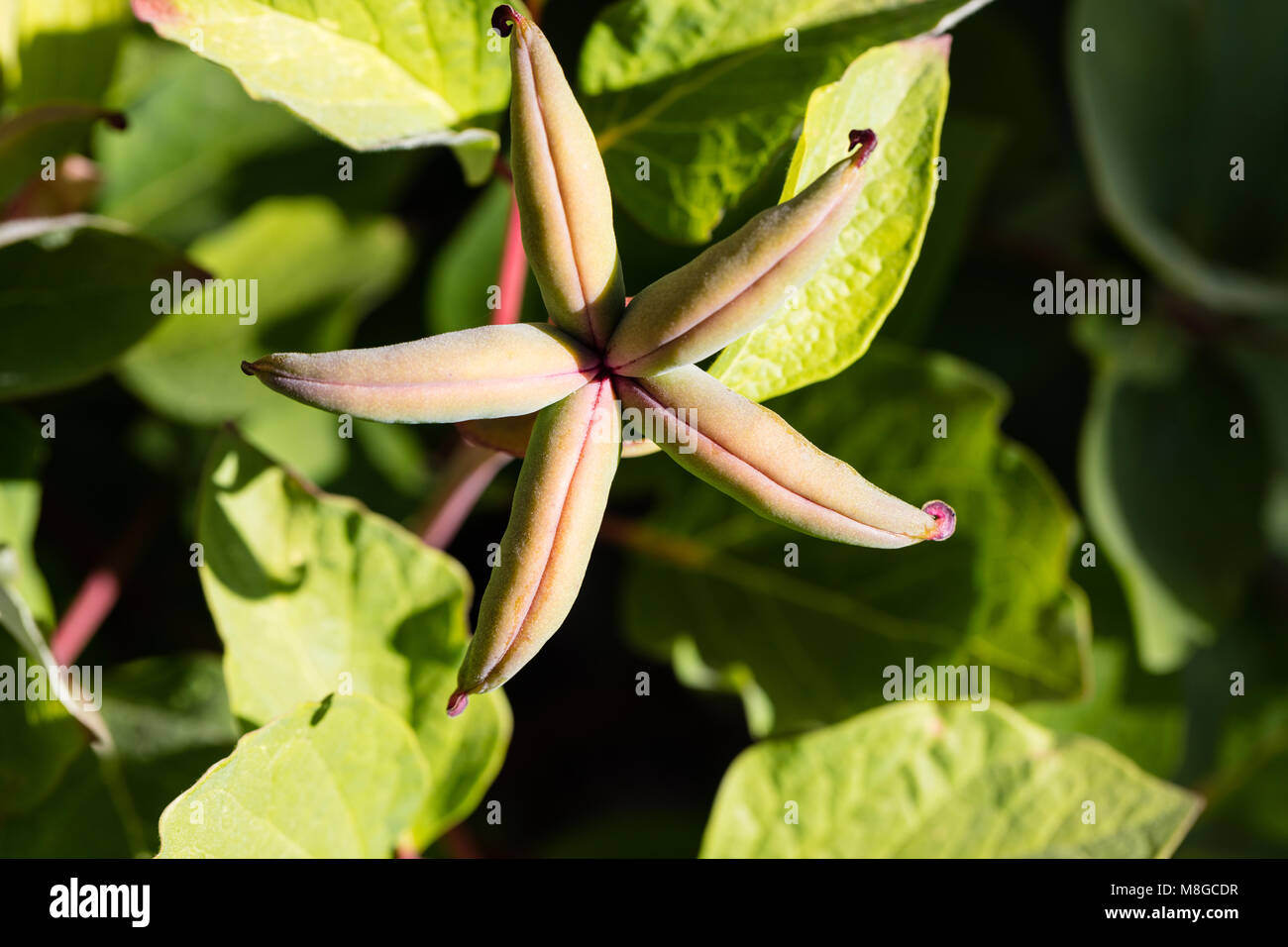 Japanese Peony, Lackpion (Paeonia japonica) Stock Photo