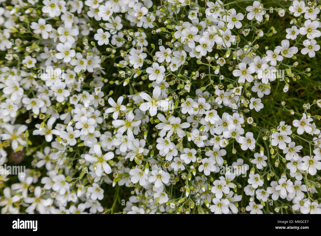 Sandwort, Nörla (Minuartia langii) Stock Photo