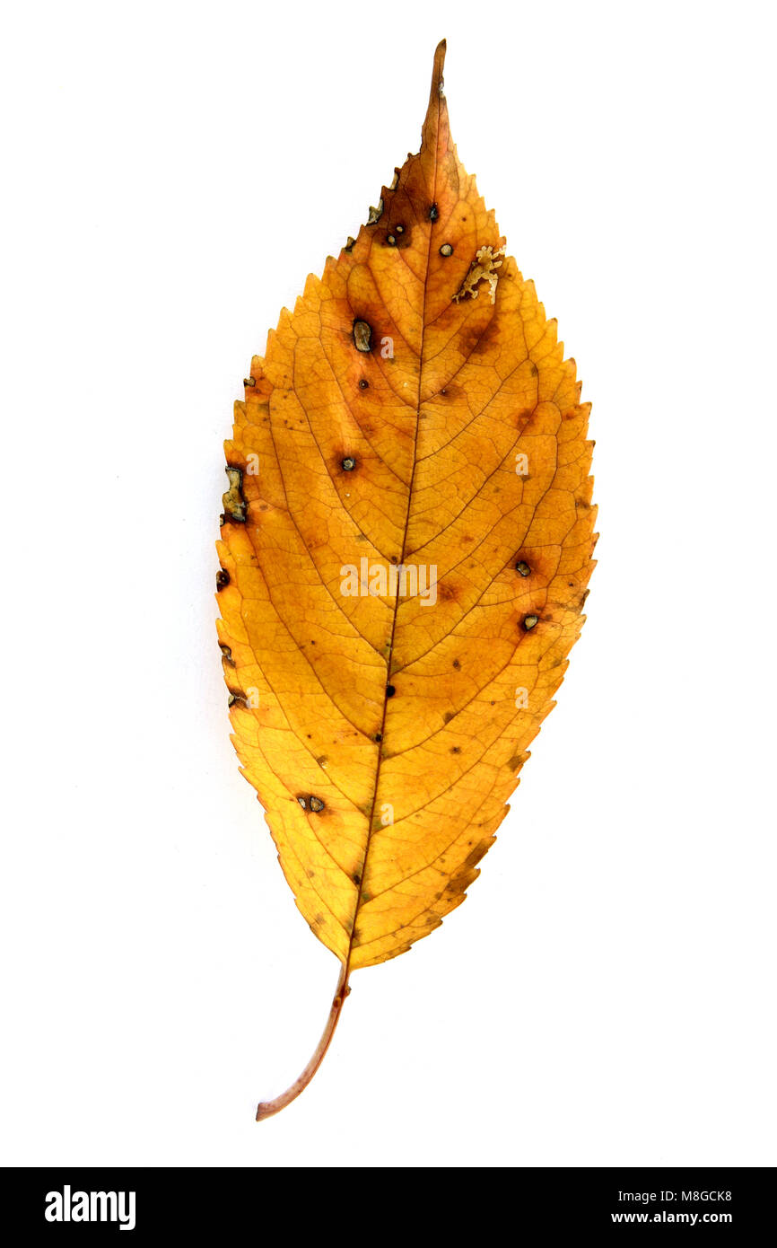 Autumn leaf isolated on the white background Stock Photo - Alamy