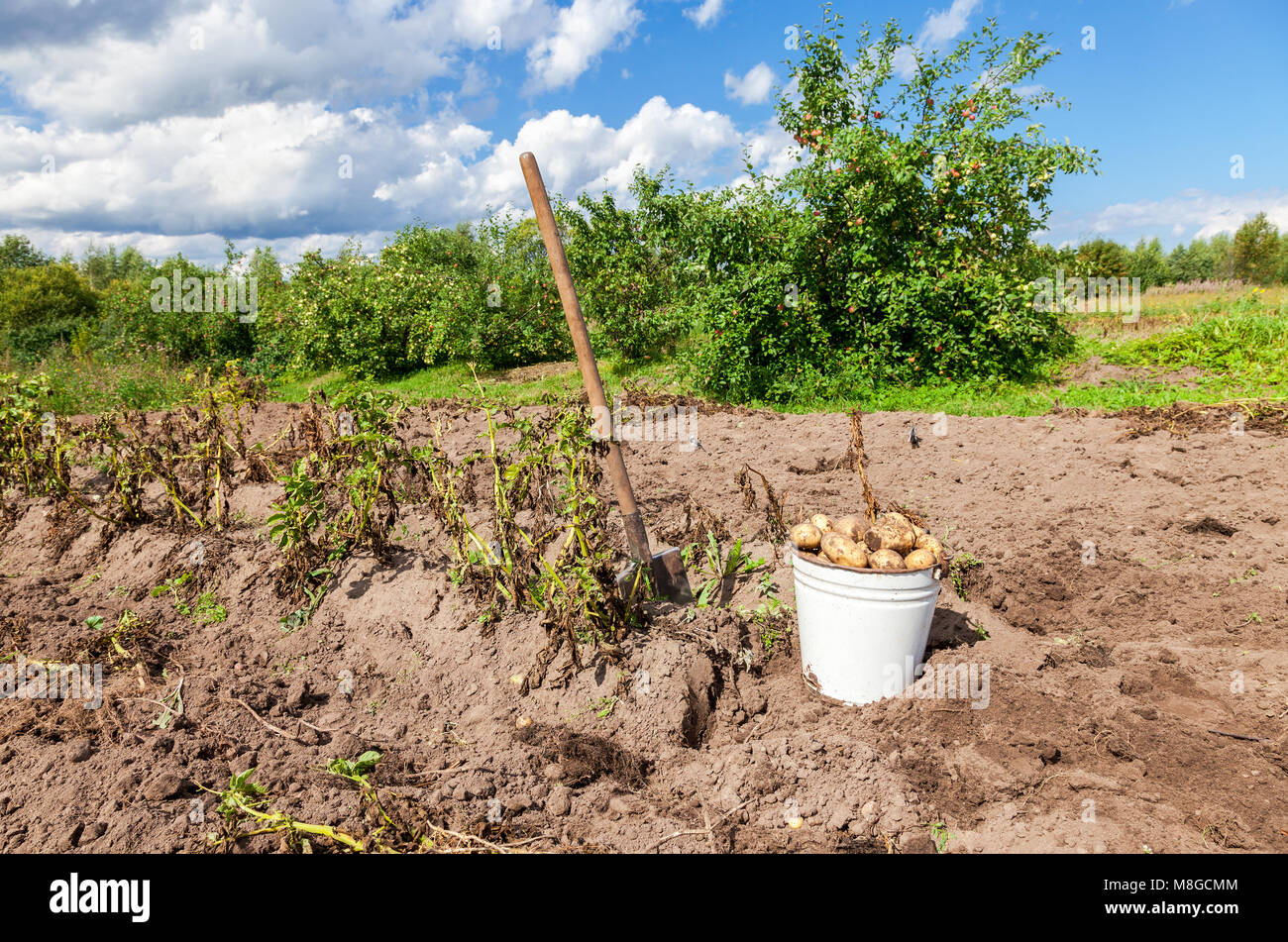 Картошка в огороде. Выкопали картофель. Копать картошку осенью. Сбор урожая картофеля. Выкапывание картофеля.