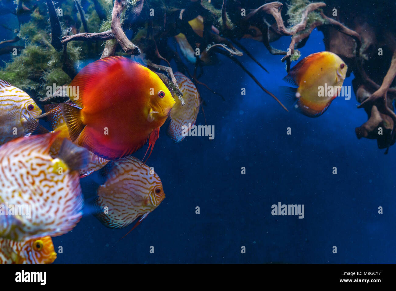 Colorful tropical Discus Fish swimming in the aquarium Stock Photo
