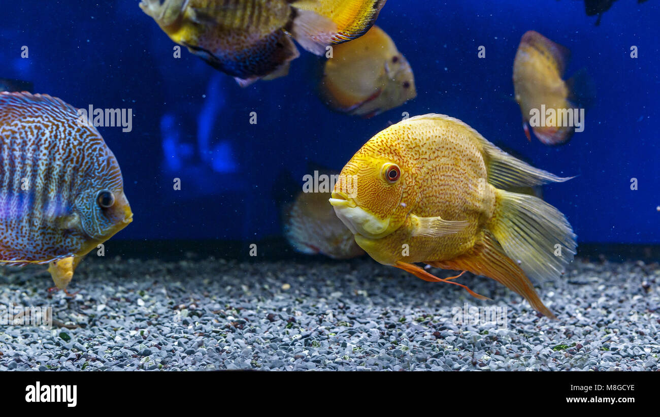 Colorful tropical Discus Fish swimming in the aquarium Stock Photo