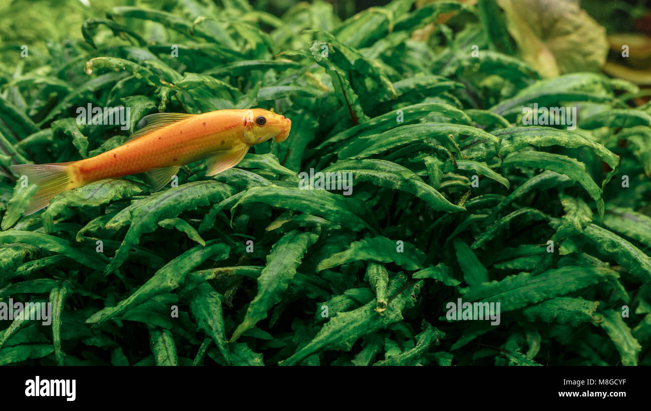 Gyrinocheilus aymonieri, a freshwater fish native to large parts of Southeast Asia Stock Photo