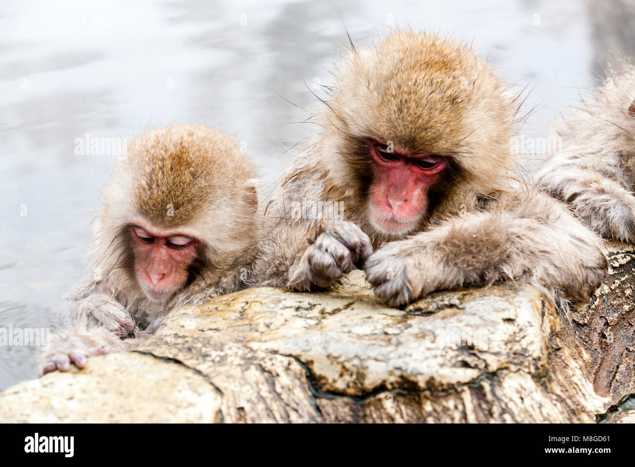 Cute japanese snow monkeys sleeping in a hot spring. Nagano Prefecture, Japan. Stock Photo
