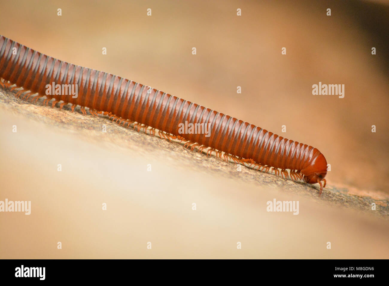 millipede climbing upwards in rocky mountian Stock Photo Alamy
