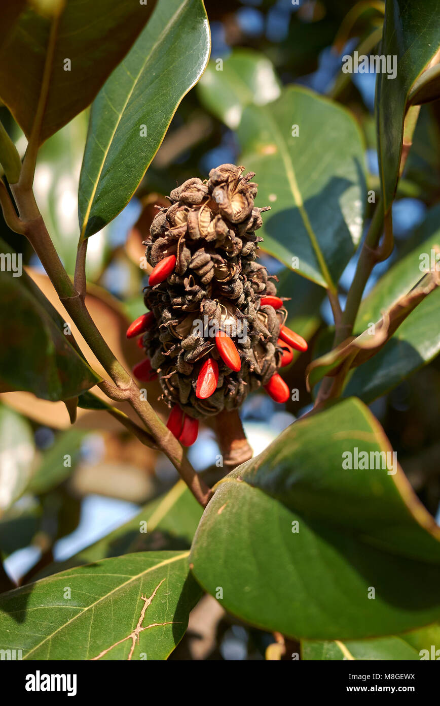 Magnolia grandiflora tree hi-res stock photography and images - Alamy