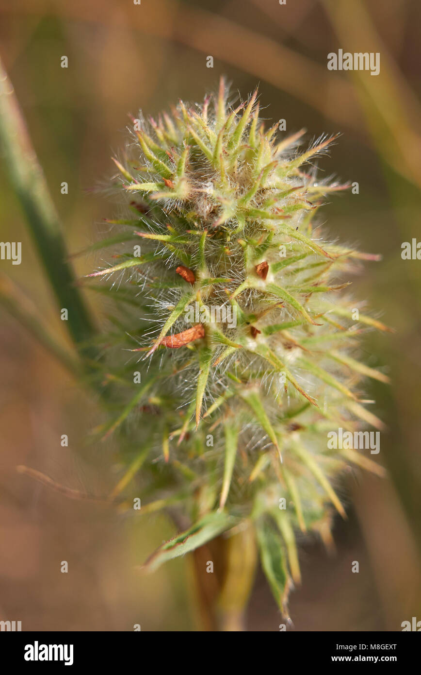 Trifolium angustifolium  close up Stock Photo