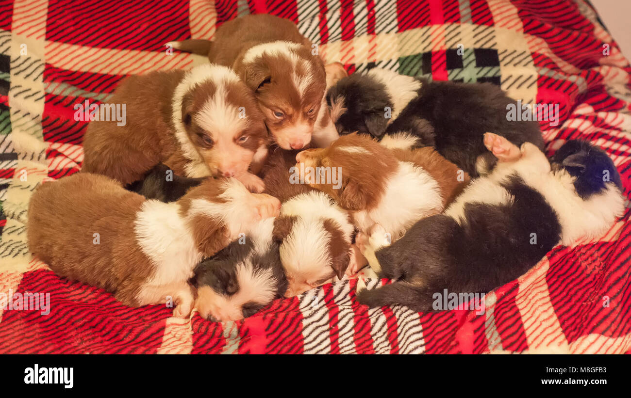 Four weeks old newborn cute border collie puppy litter in home environment on a checkered bed cover Stock Photo Alamy