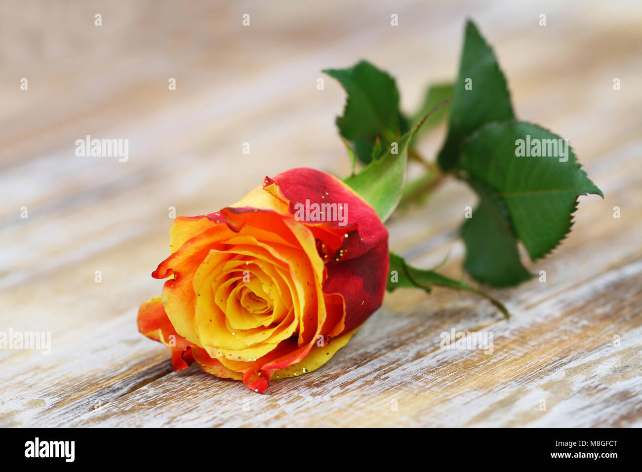 Red and yellow rose with glitter on rustic wooden surface with copy space Stock Photo