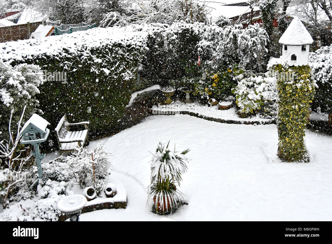 View from above looking down back garden grass lawn thuja plicata hedge & flower beds falling winter snow ivy grows up old tree stump Essex England UK Stock Photo