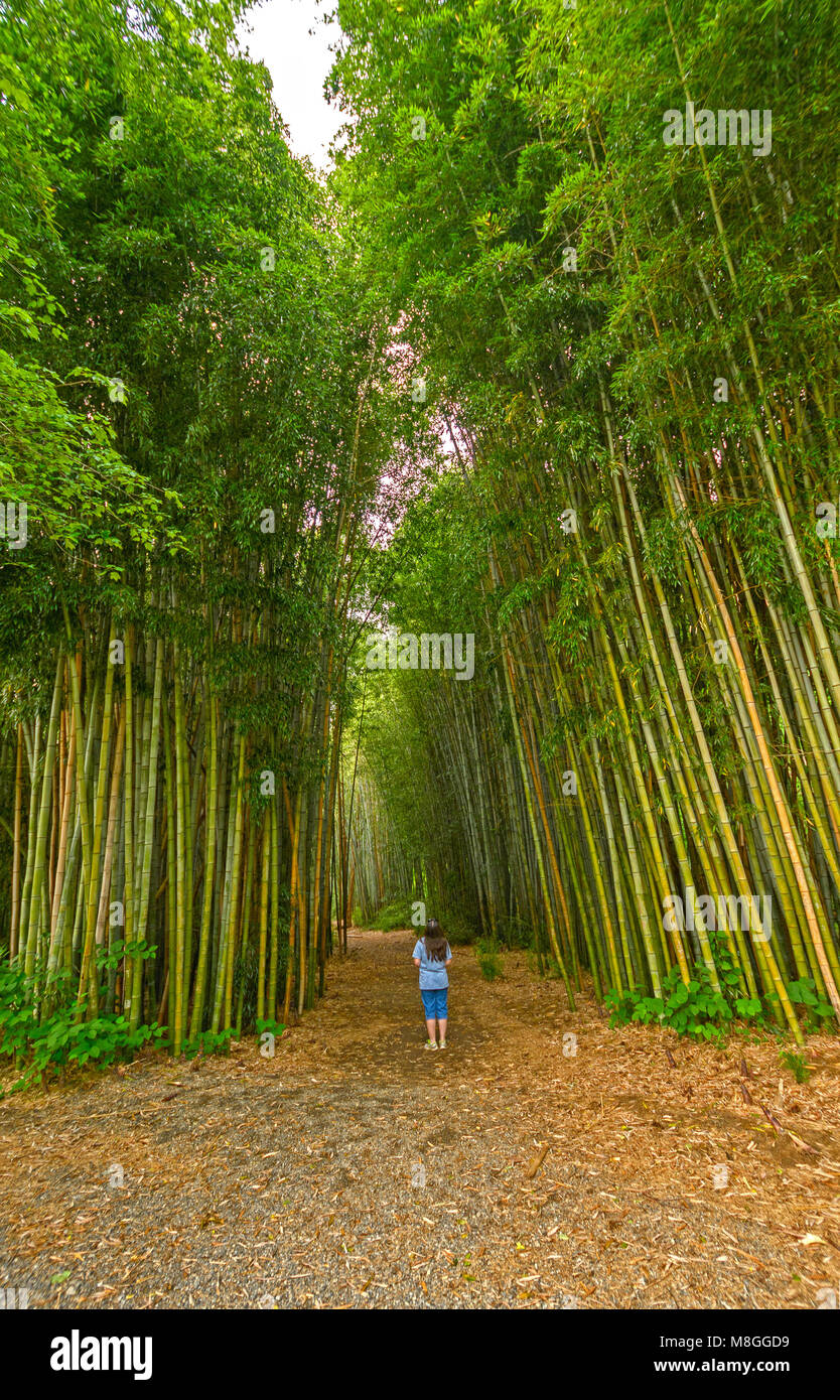 Looking up into a Bamboo Forest in Oconaluftee Islands Park in Cherokee, North Carolina Stock Photo