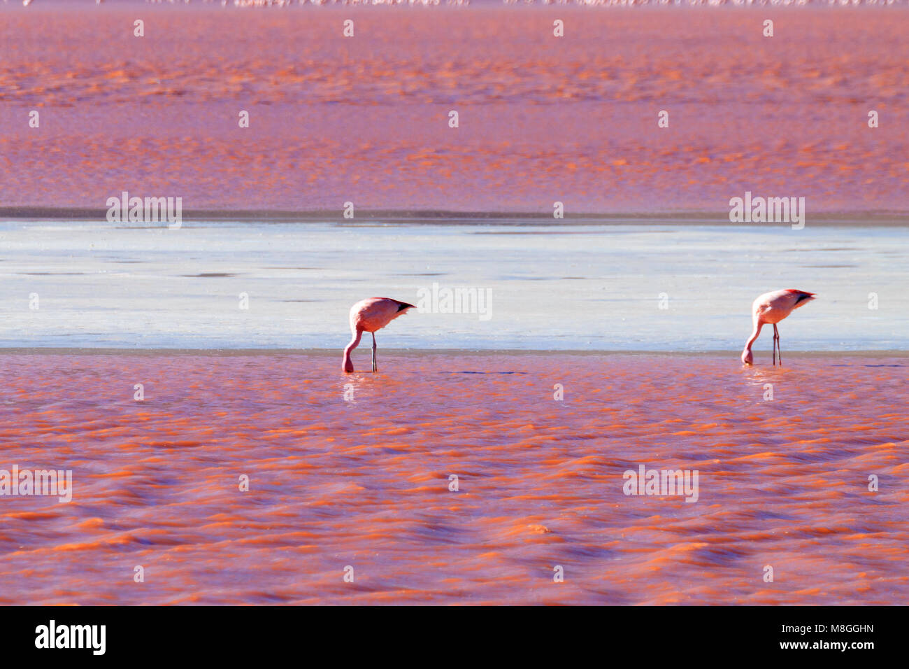 Laguna Colorada flamingos, Bolivia. Puna flamingo. Andean wildlife. Red lagoon Stock Photo