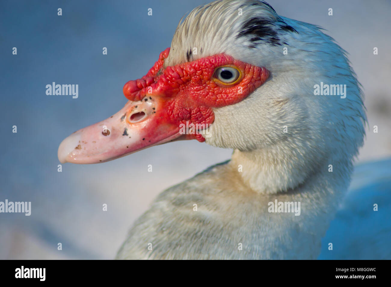 Muscovy duck close up. This beautiful duck has blue eyes and the the specs of black on his feathers and bill makes him unique. Stock Photo