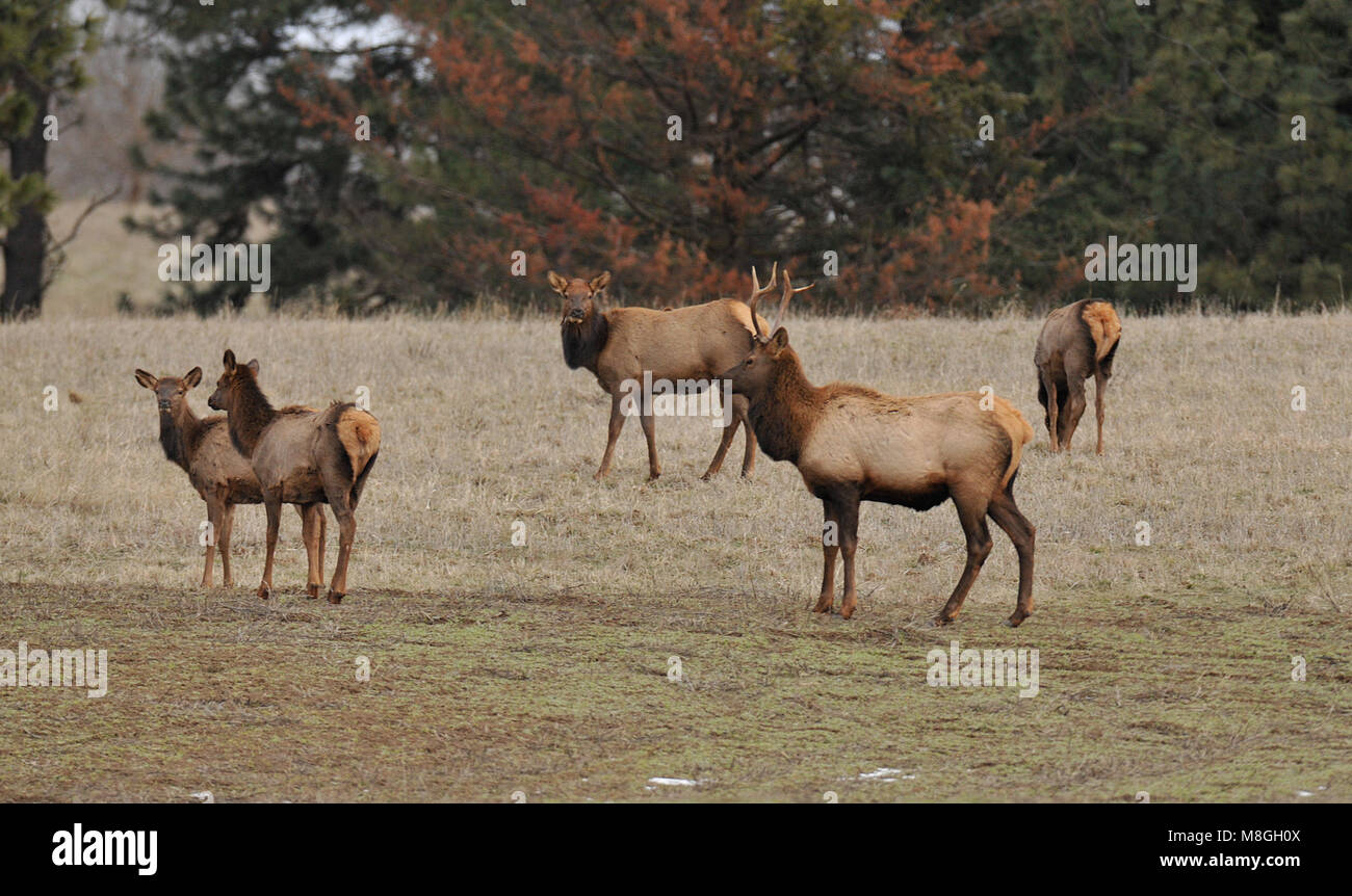 group of Elk on a farm in Washington Stock Photo