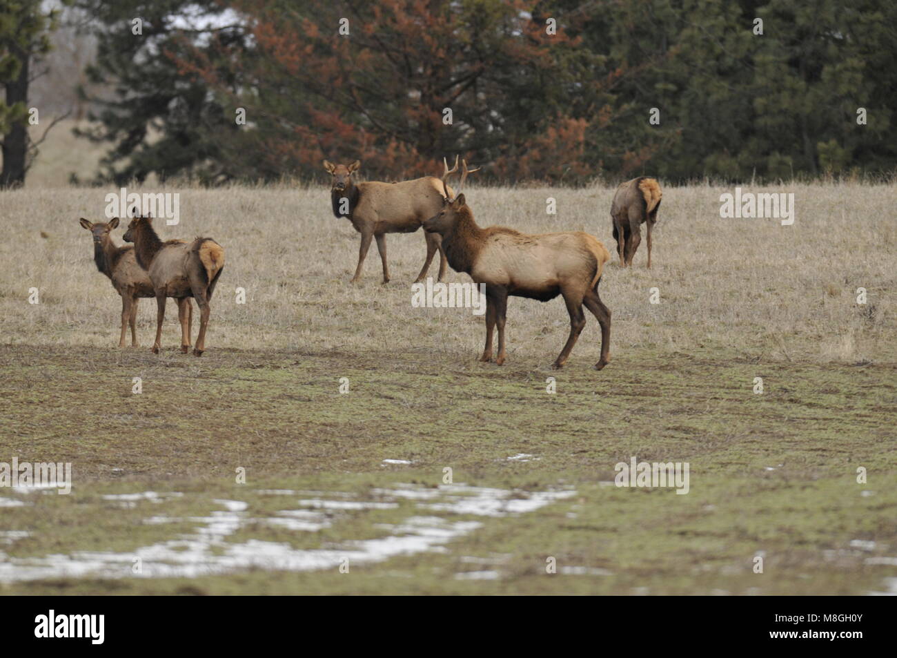 group of Elk on a farm in Washington Stock Photo