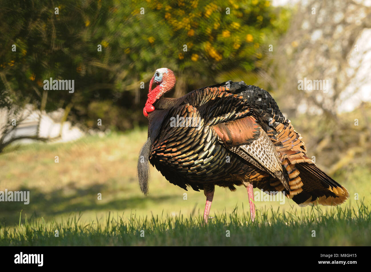 closeup of a Male Wild turkey Stock Photo