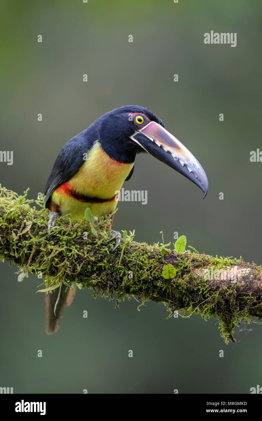 Collared Aracari - Pteroglossus torquatus, beautiful colorful toucan from Costa Rica forest. Stock Photo