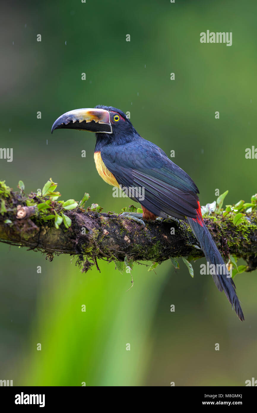 Collared Aracari - Pteroglossus torquatus, beautiful colorful toucan from Costa Rica forest. Stock Photo