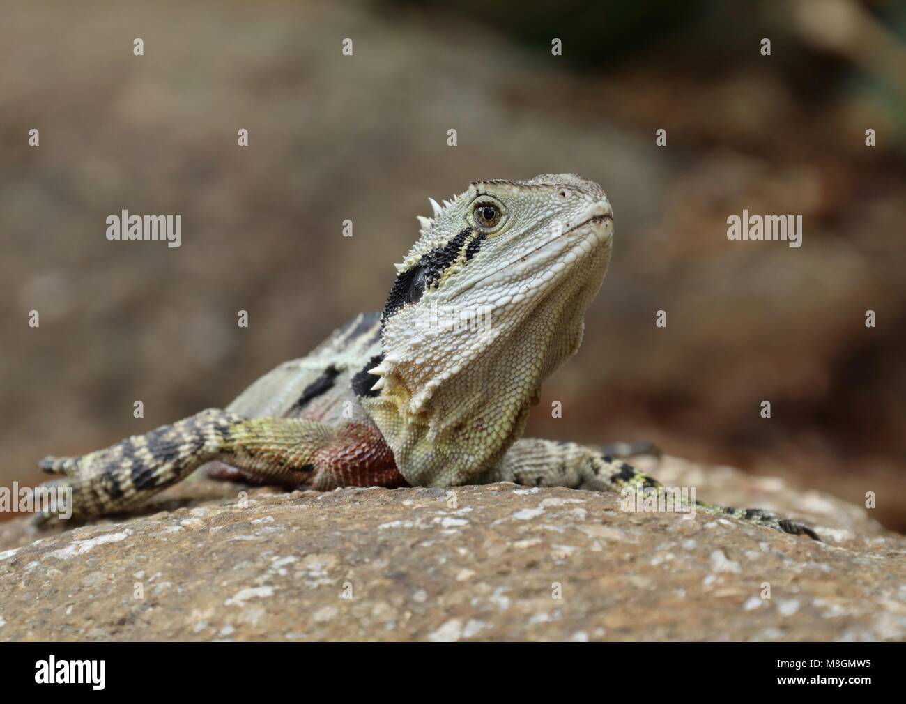 Head on shot of an Australian Water Dragon lizard taken in the Brisbane Botanical Gardens, Australia. Stock Photo