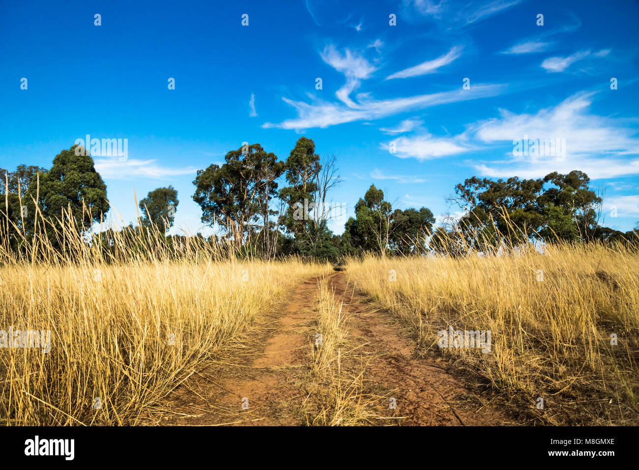 Dirtroad through the dry bush with high yellow grass in the Grampians, Victoria, Australia Stock Photo