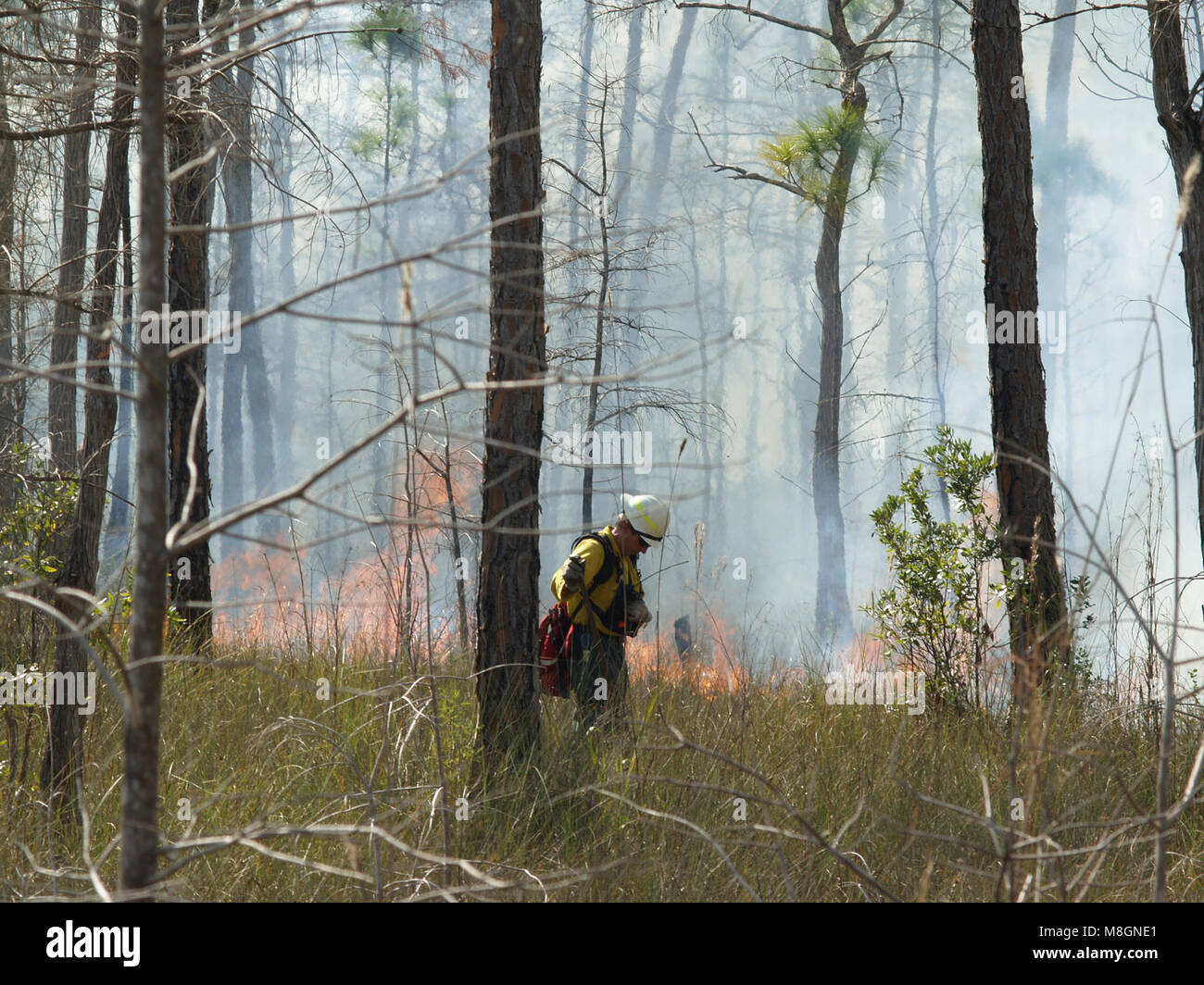 BICY pr image b cr Gustave Pellerin   .Each year the Prescribed Fire Division of Big Cypress National Preserve attempts to burn more that 50,000 acres in a safe and managed way. Stock Photo
