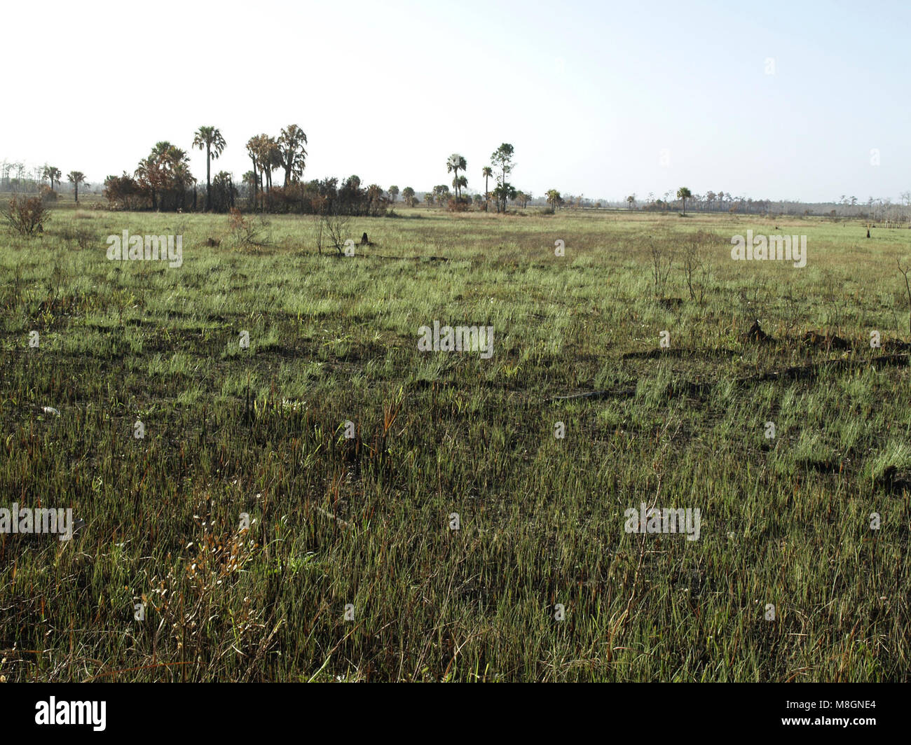 BICY pr image e cr Gustave Pellerin   .Burned areas regenerate quickly with Florida's sub-tropical conditions. This is a prairie a mere two weeks after a prescribed burn. Stock Photo