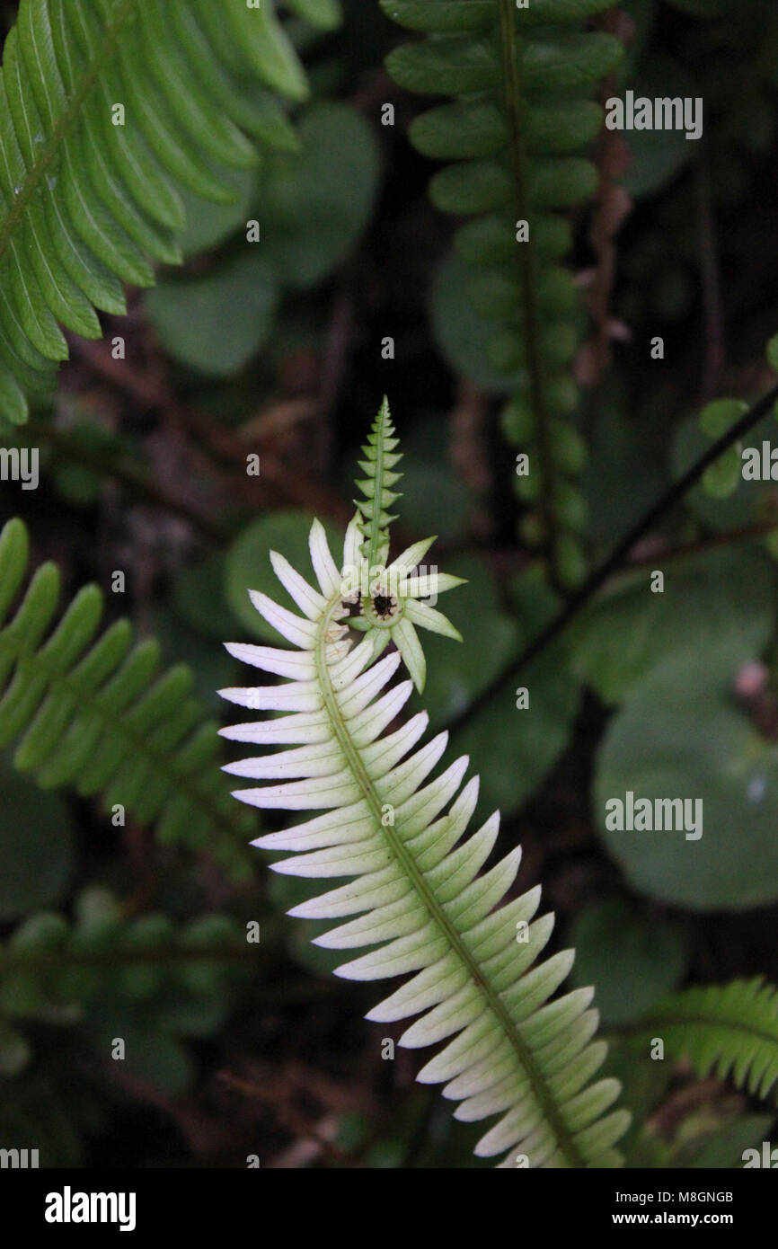Blechnum spicant (Deer Fern) Zig-Zag Trail . Stock Photo