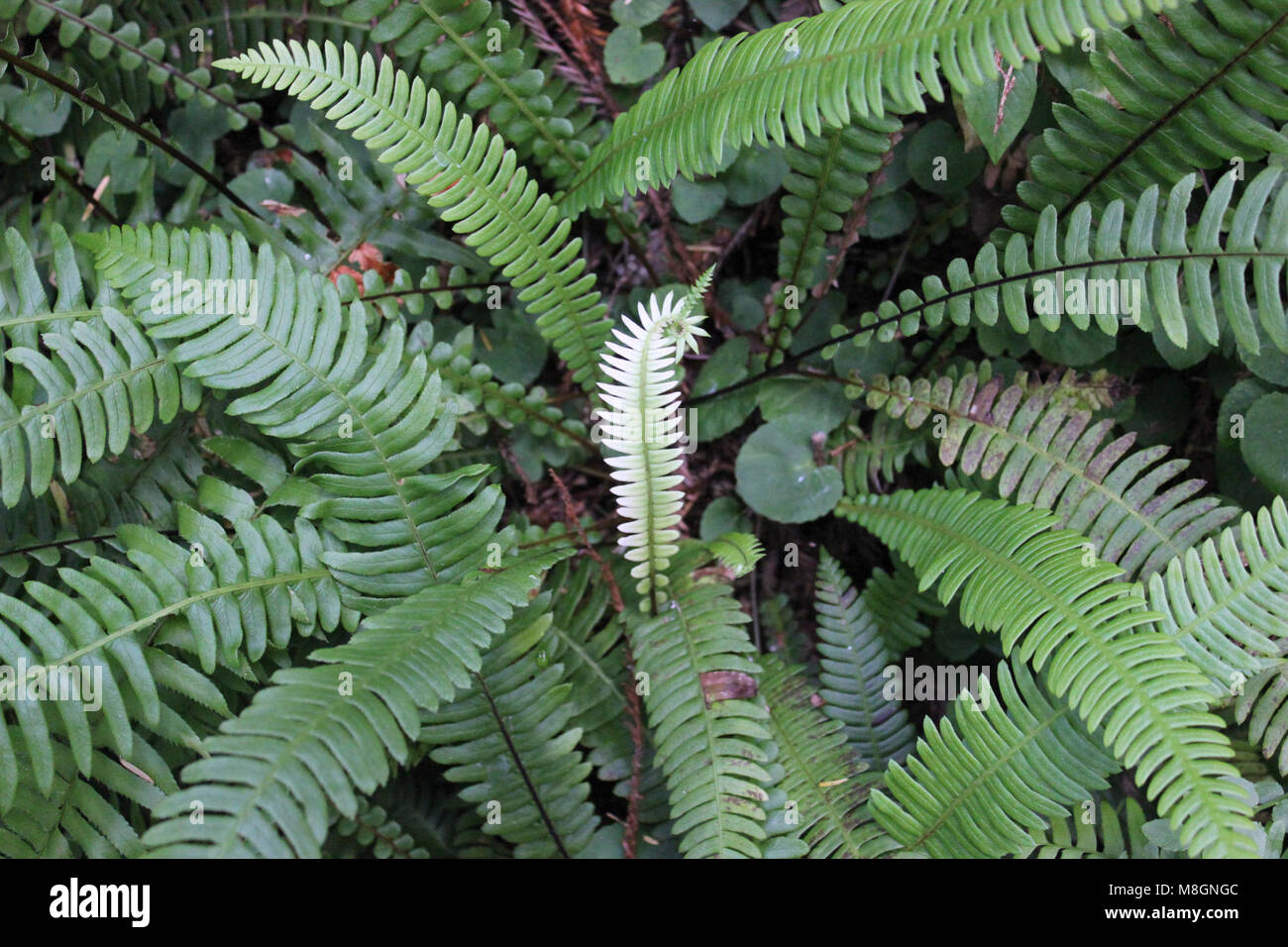 Blechnum spicant (Deer Fern) Zig-Zag Trail . Stock Photo