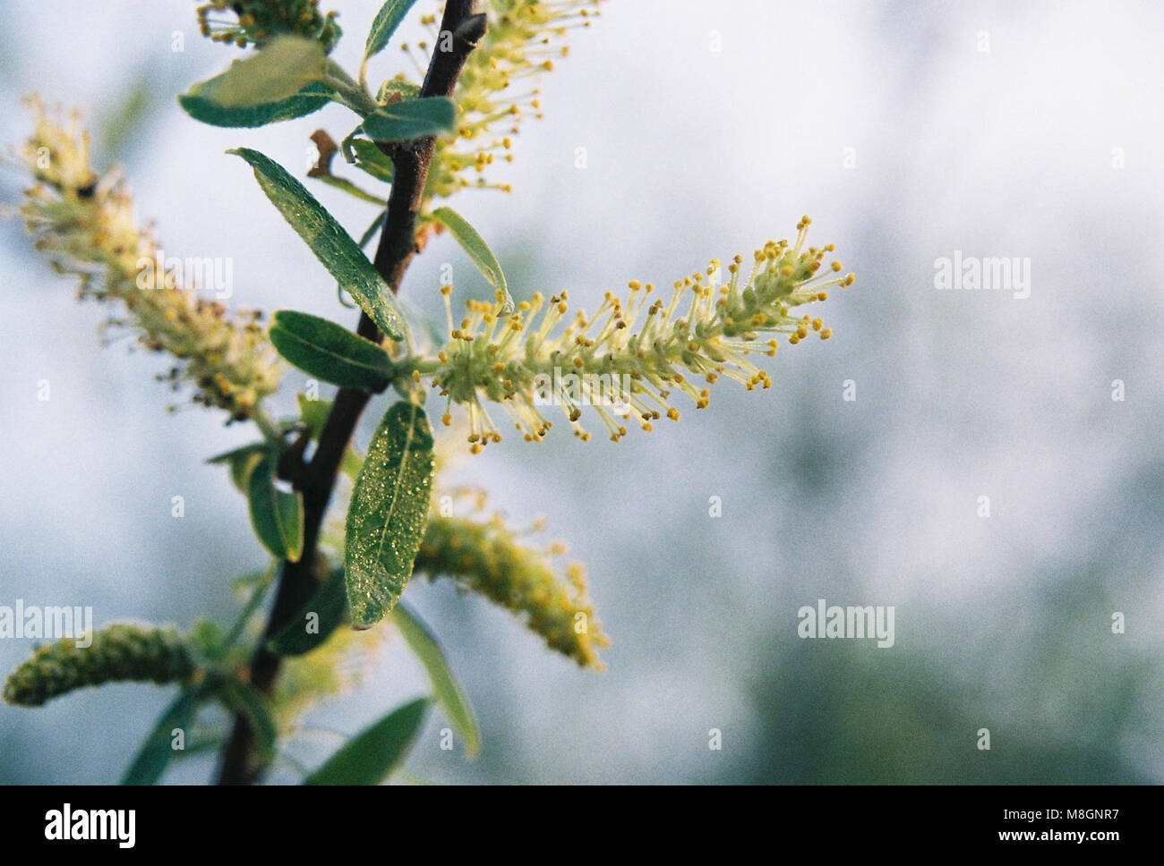 Carolina Willow .Salix caroliniana Stock Photo Alamy