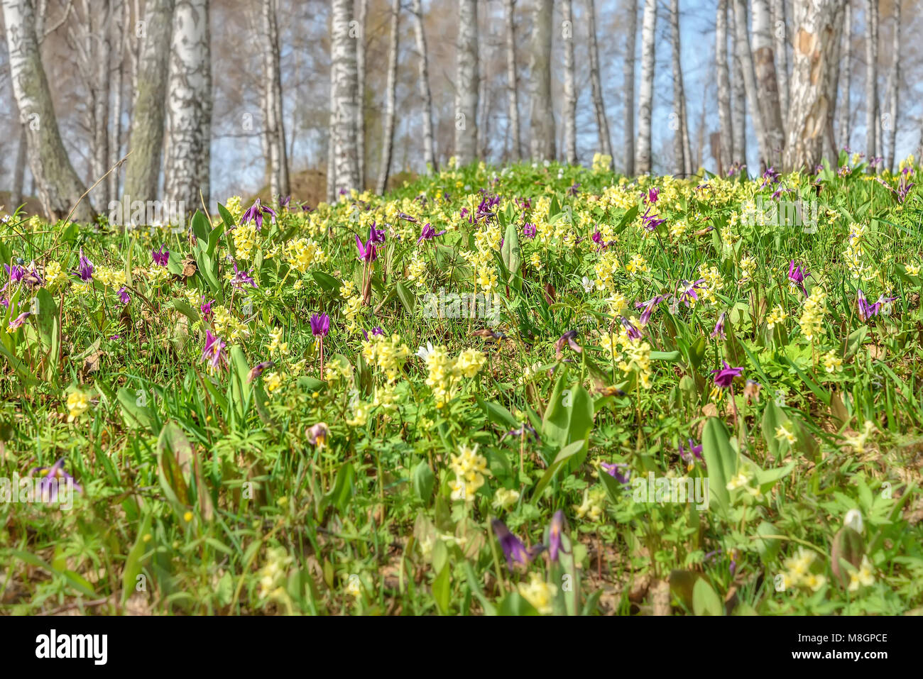 Bright yellow and burgundy spring wild flowers Erythronium sibiricum and Corydalis on the meadow on the background of birches Stock Photo