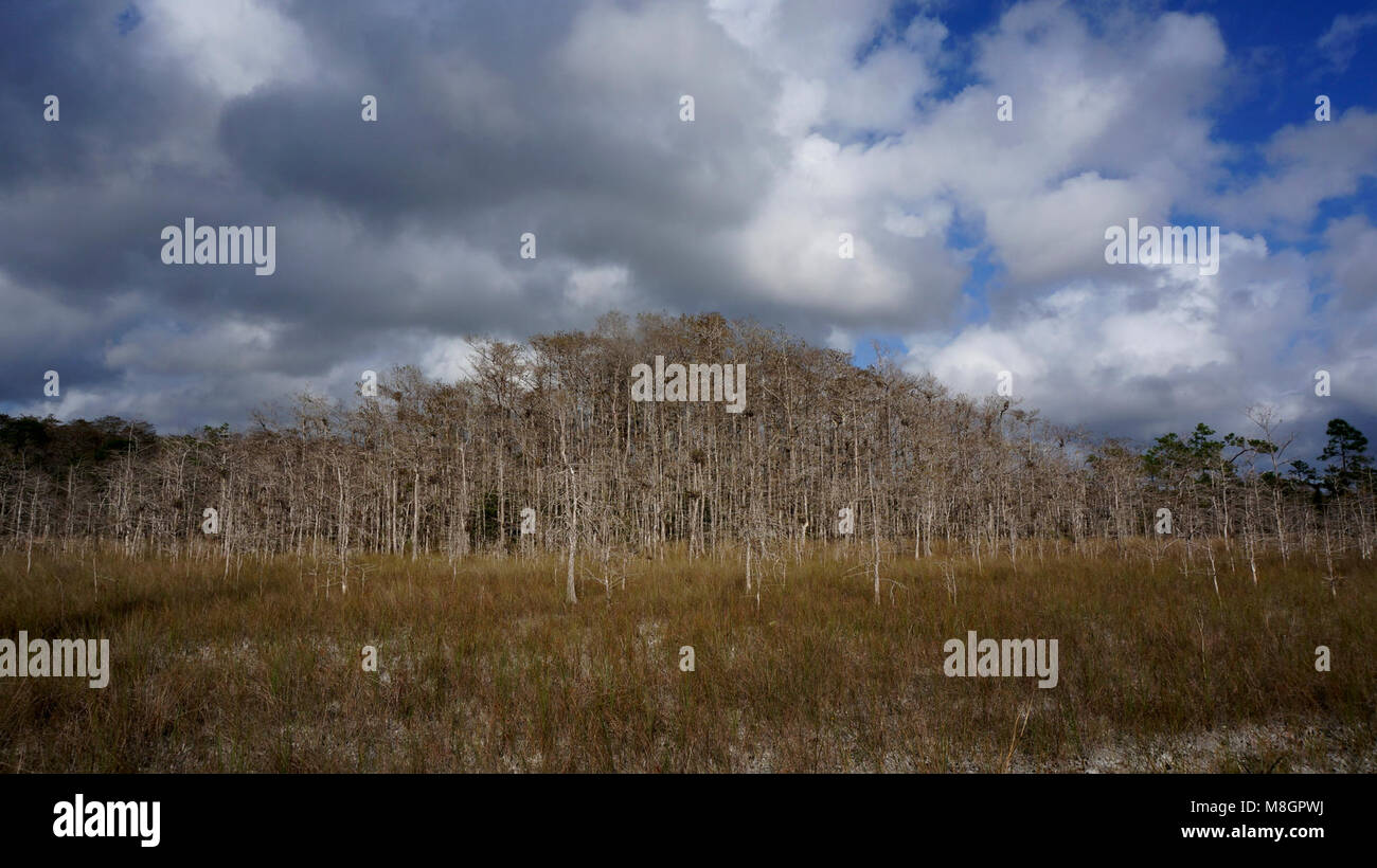 Cypress Dome .Along Skillet Strand ORV trail Stock Photo Alamy
